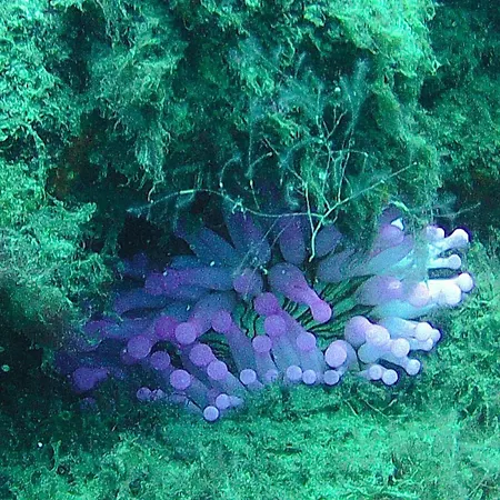 El ático Bonito-penthaus-whirlpool-atlatikblick Las Playas