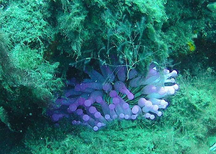 El ático Bonito-penthaus-whirlpool-atlatikblick Las Playas
